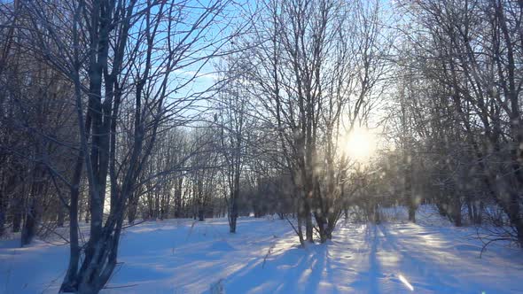 Slow Motion Snow Against Beautiful Winter Landscape