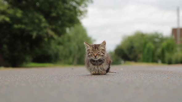 Sad Homeless Kitten Sitting on the Road