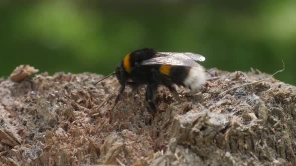 A Bumblebee Runs Along the Edge of a Wooden Rotten Tree Stump