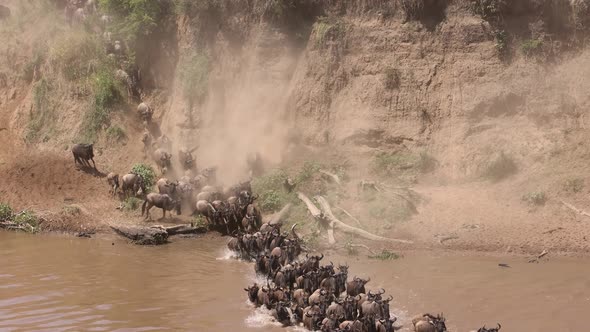 The Wildebeest Great Migration