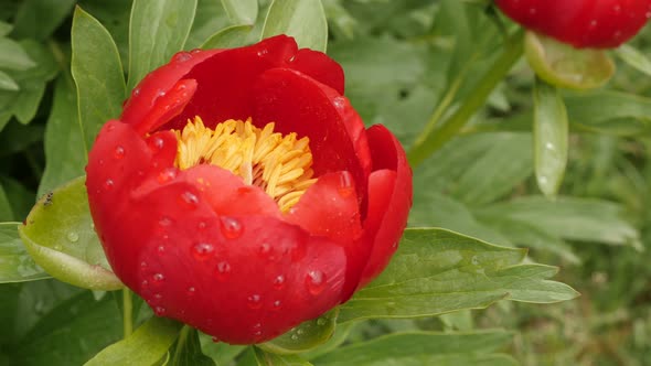 Shallow DOF Paeonia peregrina  flower 4K 2160p 30fps UltraHD footage - Raindrops all over  Paeoniace alt