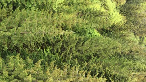 Vertical Video Aerial View of Trees in the Forest alt