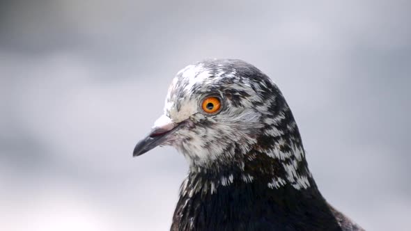 Pigeon Head Close alt