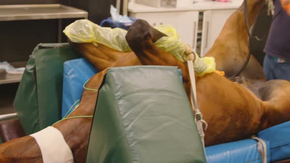 Male veterinarian trimming a horse 4k