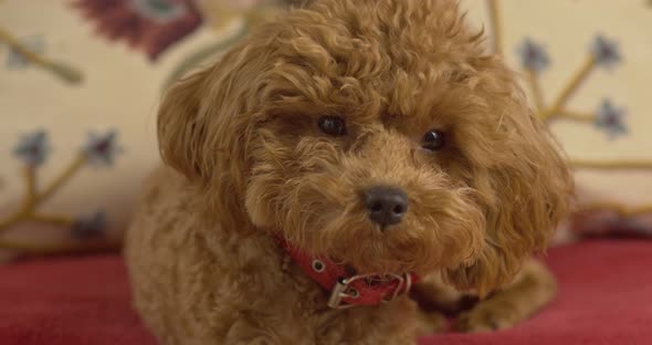 A dog, a poodle breed, sits on a couch and looks