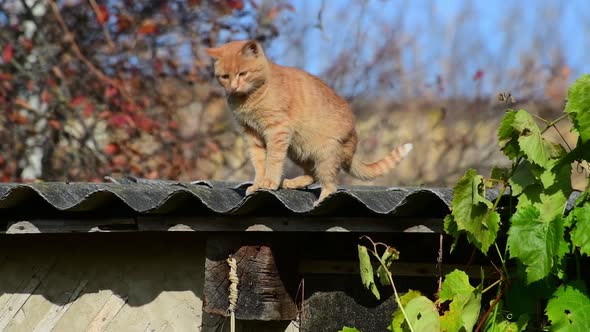 Ginger Cat Shakes His Head and Stands on the Roof of the Barn