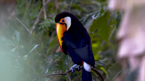 A big toco toucan carefully grooming its feathers with its bill while resting on a branch in nature alt