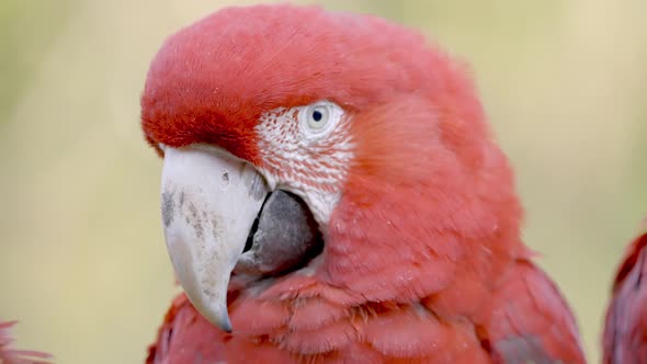 Macro close up of Red-and-green Macaw resting in wilderness - slow motion shot alt