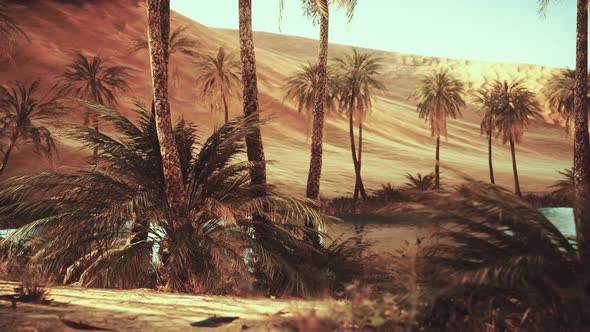 Oasis with Palm Trees in Desert alt