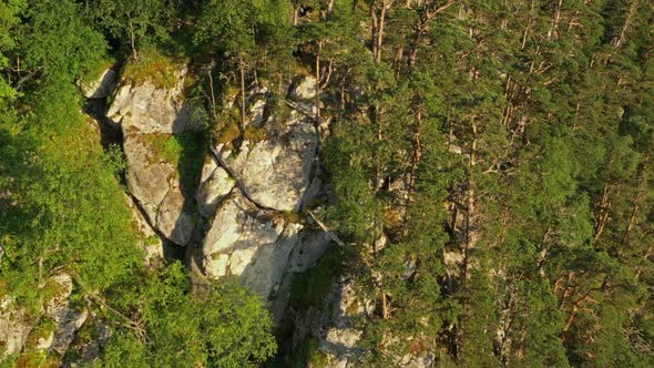 Pine Trees Forest on Cliff alt