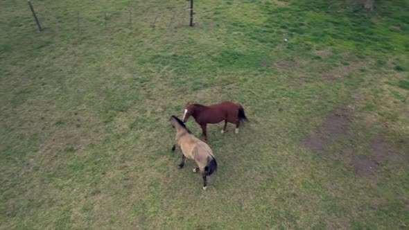 Aerial: couple of horses, courting, stallion and female, countryside, Argentina. alt