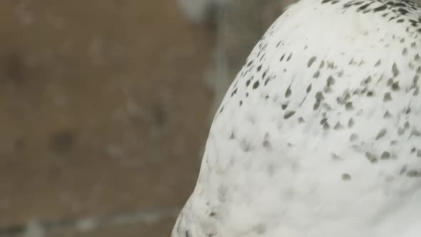 PAN REVEAL, A Snowy owl in captivity alt
