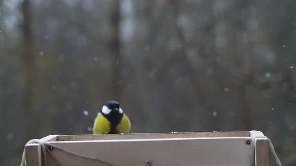 Tit Bird is Eating in Bird Feeder Taking a Piece of Bread and Flying Away alt