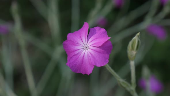 Rose Campion flower close-up 4K 2160p 30fps UltraHD footage - Shallow DOF pink Lychnis coronaria  pl alt