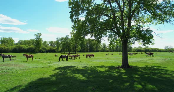A Herd of Horses on a Sunny Day