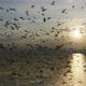 Sunset and Flock of Birds Flying Over the Sea - VideoHive Item for Sale