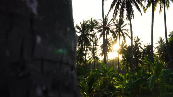 Reveal transition shot of dense palm tree forest and sunshine with lens flare alt
