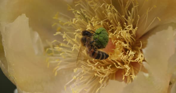 A bee foraging a Opuntia ficus-indica flower. alt