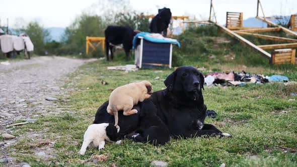 A Dog With Puppies Lies In A Junkyard. Stray Dog With Puppies
