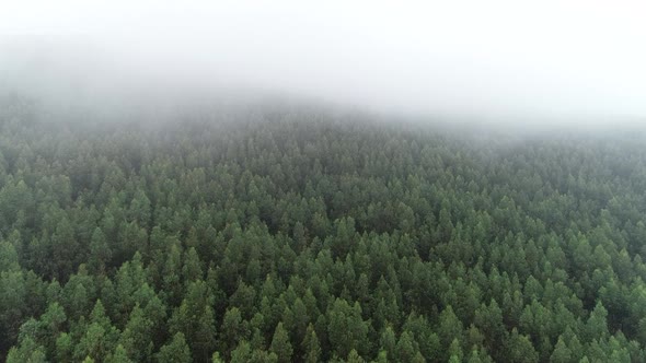 Aerial View of Foggy in the Morning Forest. Natural Background alt