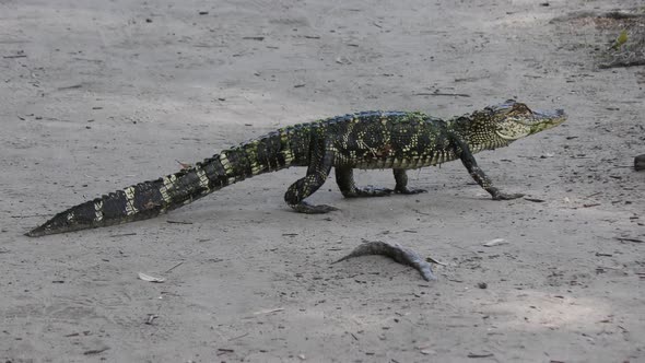 Small American Alligator Walking