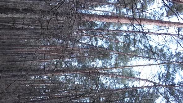 Vertical Video of Trees in a Pine Forest Slow Motion alt