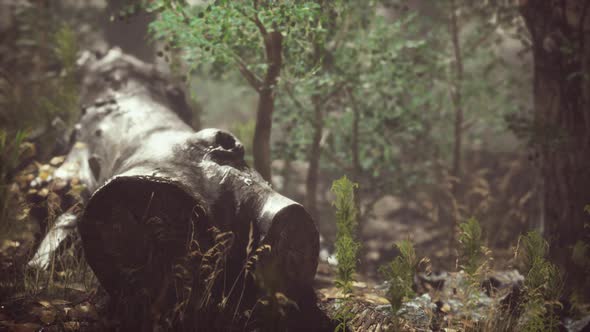 Summer Forest with Deep Fog alt