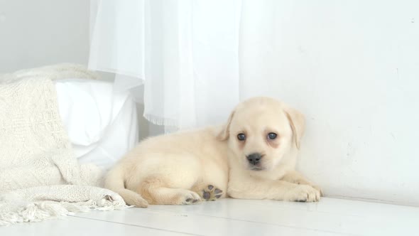 Pretty labrador puppy rests on a white floor in the room