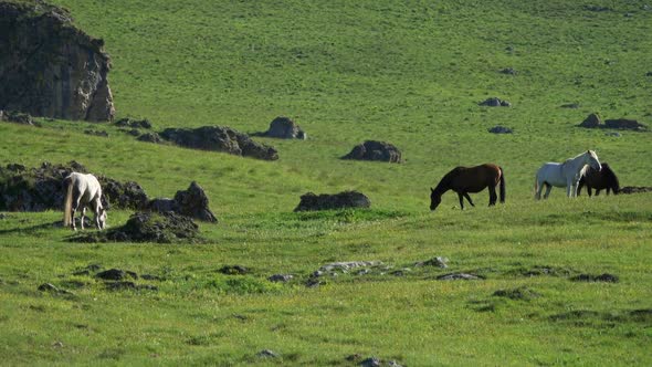 Herd of Horses Grazing in Mountains