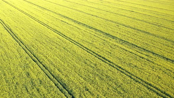 Aerial drone view of yellow canola field alt