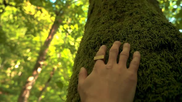 The Pattern and Texture of Green Forest Moss Is As Dense As an Organic Carpet. Man's Hand Touches a