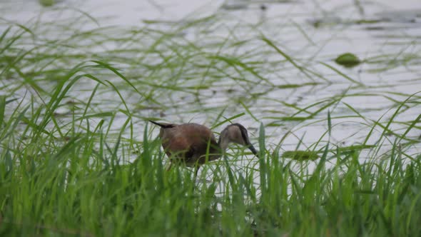 African jacana looking for food  alt