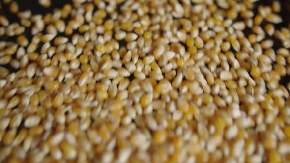 Corn Kernels Thrown On A Black Table