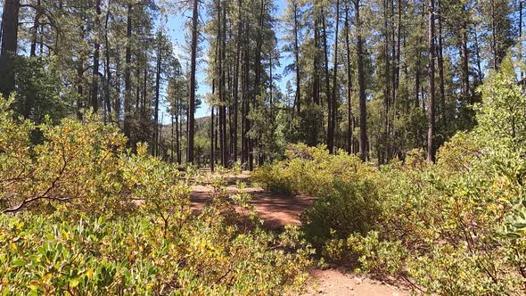 Walking through a forest in Arizona with dry bushes. alt