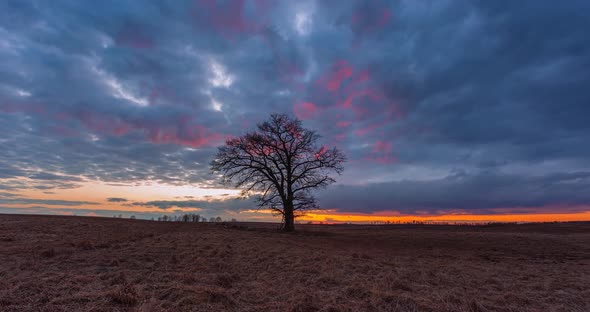 Time Lapse of Sunset at Dawn with an Oak Tree