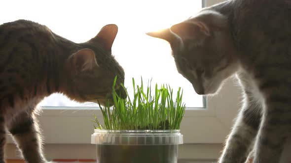 Two Cats Eat Cat Grass alt