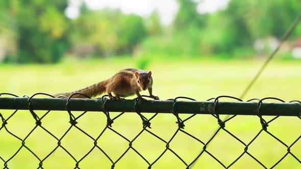 A Cute Squirrel is Looking for Food on a Fence in Asia