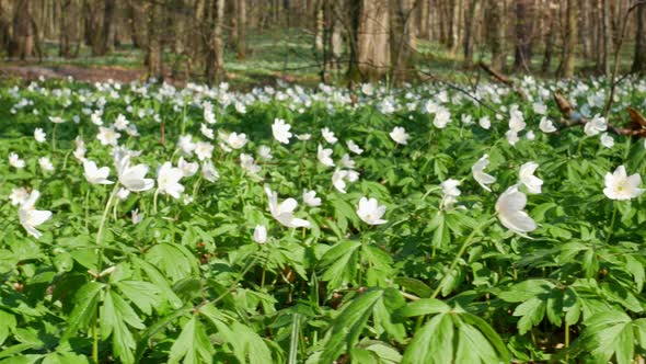 Spring Forest Sunny Day