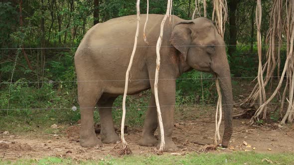 Elephant in Sri Lanka