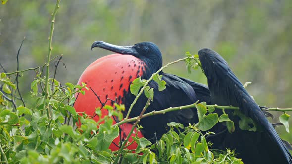 close up of a male magnificent frigatebird on isla lobos in the galalagos alt