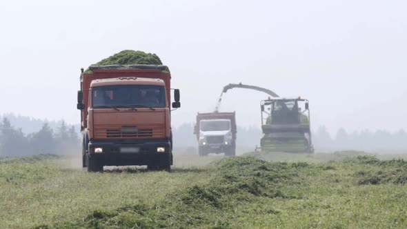 Combine Harvester and Trucks Working in Field, Harvesting Feed Crop. Combine Mechanically Collects alt
