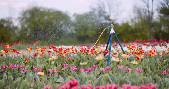 Agriculture - Water Sprinkler Watering Tulips at Flower Plantation Farm. alt