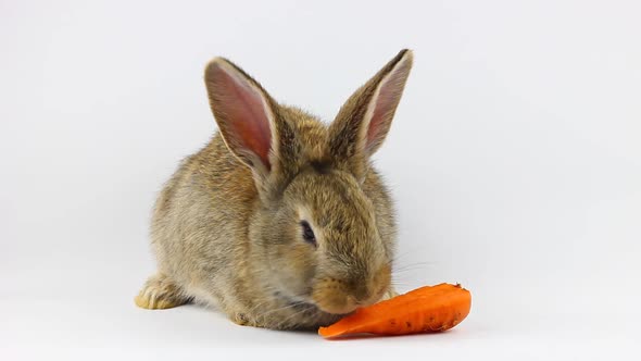 Little Fluffy Cute Brown Rabbit Sits and Eats Orange Fresh Carrots Closeup on a Gray Background in alt