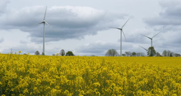 Field of rapeseed (Brassica napus)and wind turbines, in Brittany, France alt