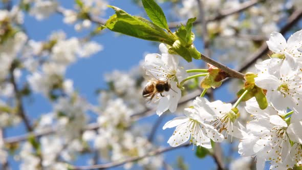 Bee Flies on Collects Pollen From Flowers on a Cherry Tree