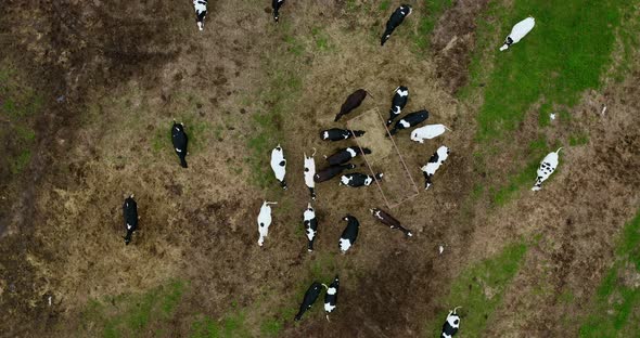 Taken from a drone a large herd of cows in a paddock.