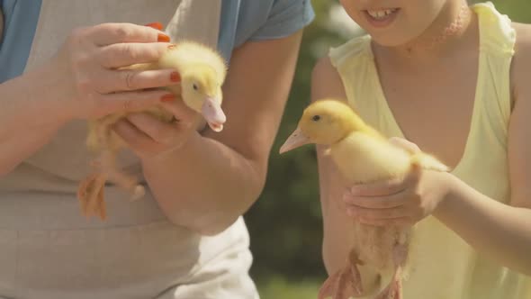Unrecognizable Grandmother and Granddaughter Holding Cute Yellow Ducklings in Sunlight. Positive alt