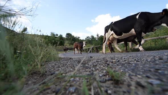 Cows Walking
