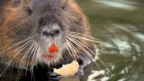 Close-up frontal shot of Nutria eating a root with forepaws in water; shallow focus, prominent whisk alt
