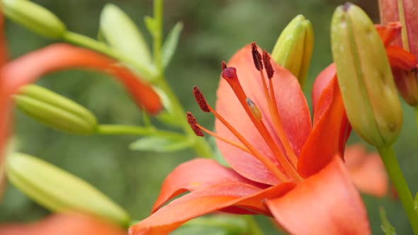 Tiger lily  plant details shallow DOF 4K 2160p 30fps UltraHD footage - Close-up of orange Lilium bul alt